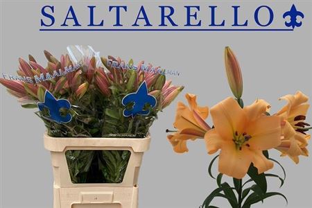 Li Ot Saltarello