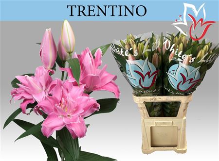 Li Or Trentino