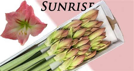 Hipp G Sunrise