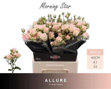 R Tr Morning Star