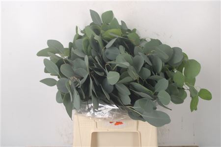 Euc Polyanthemos 50cm