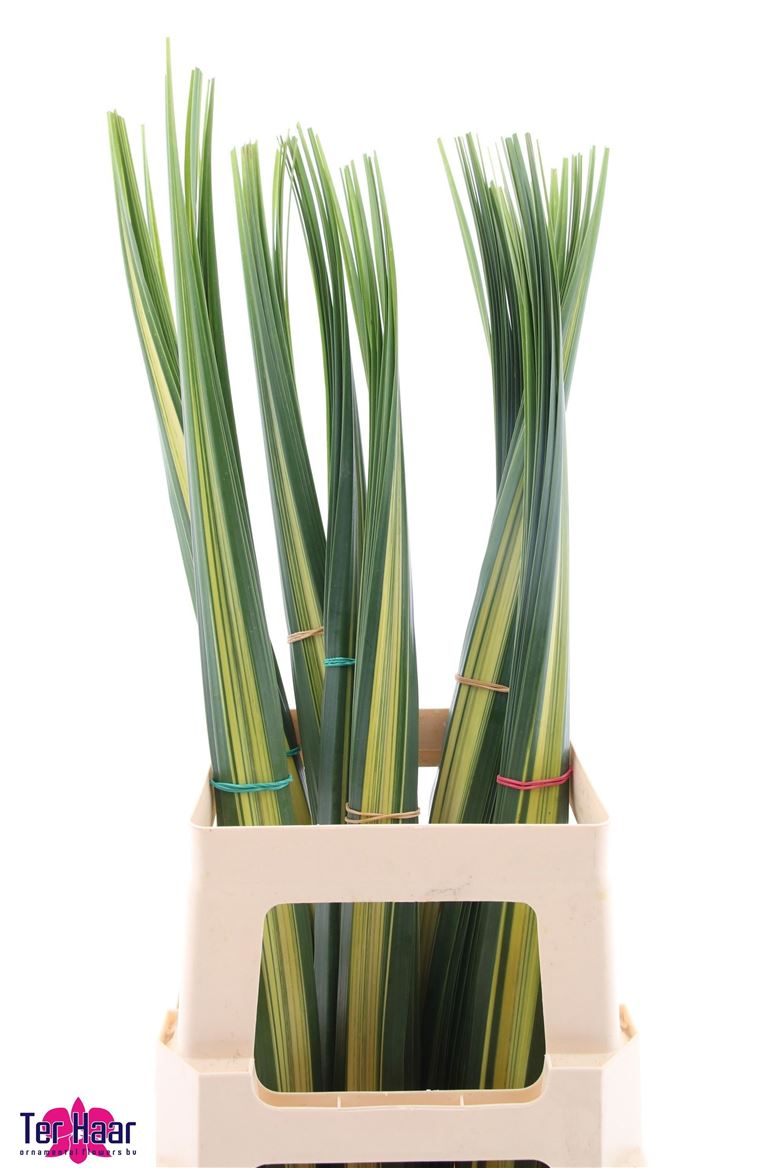 Pandanus (BLAD) 90cm