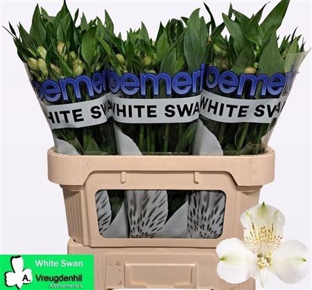 Alstroemeria White Swan 70cm 90gram
