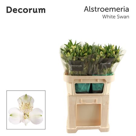 Alstroemeria White Swan 70cm 100gram