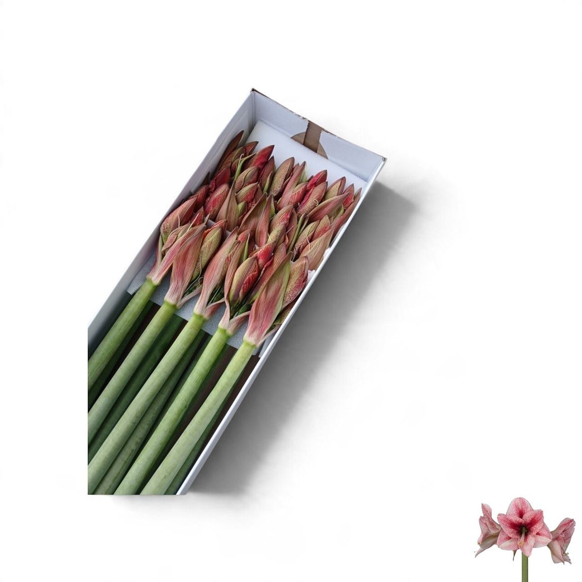 Hipp Ga Revelation 4fl 75cm