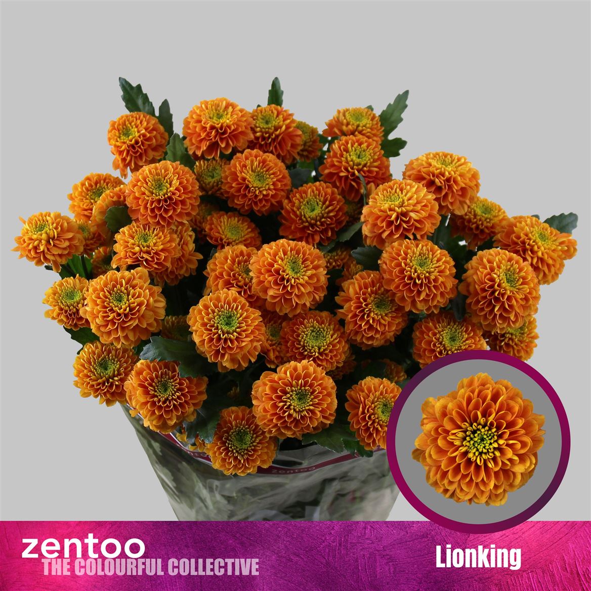 Chr T Lionking 85gram 70cm