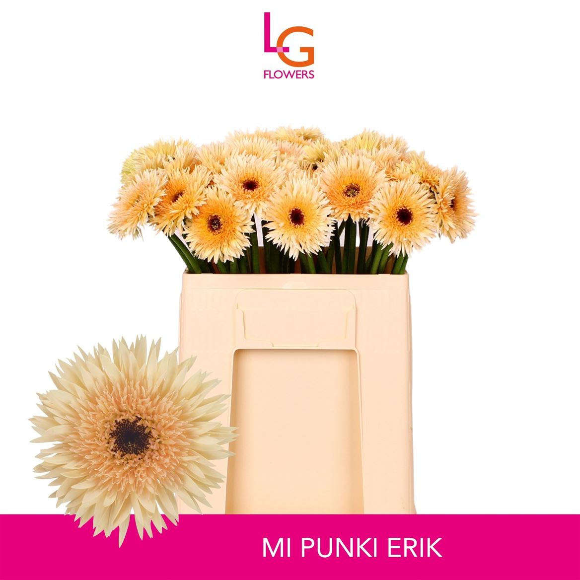 Ge Mi Punky Eric 50cm
