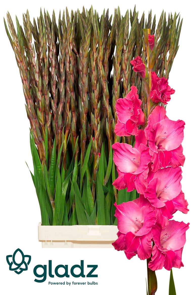 Glad Gr Fairyta Pink 150 130cm