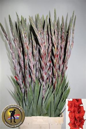 Glad Gr Costello Gram 115cm