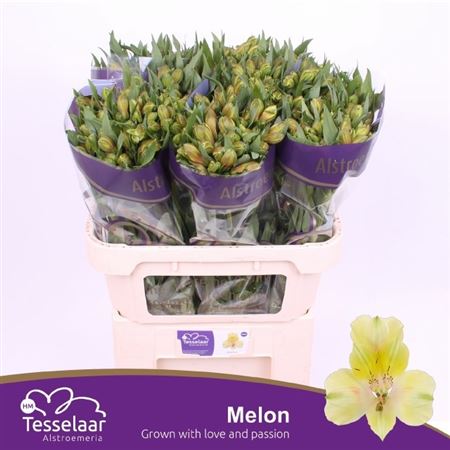 Alstr Melon 75cm
