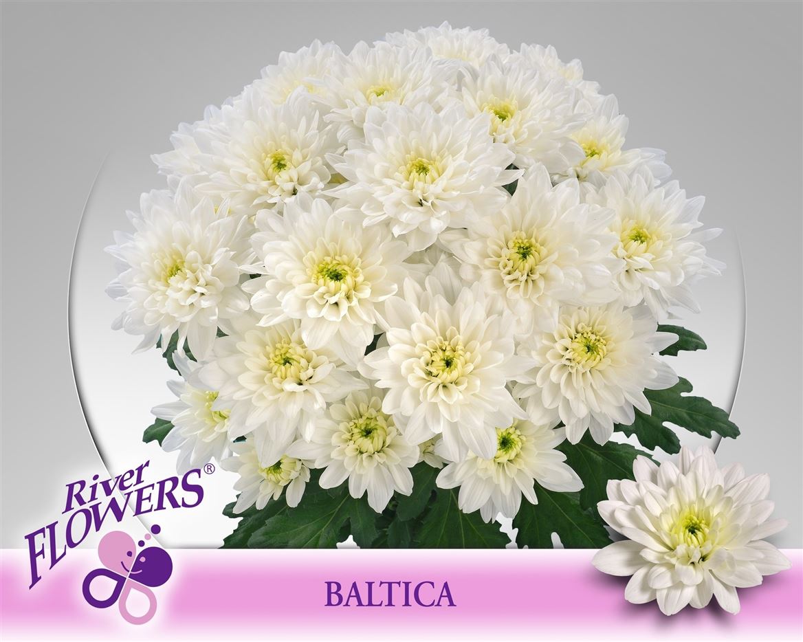Chr T Baltica 85 Gram 70cm