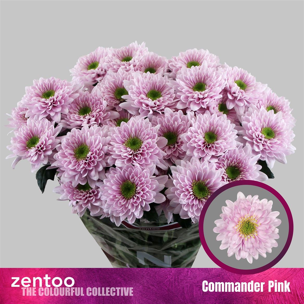 Chr T Commander Pink 80gram 70cm