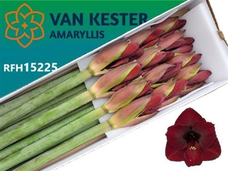Hipp Ga Night Fever 4fl 80cm