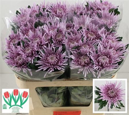 Chr G Cipria 70CM 70GRAM 85gram 70cm