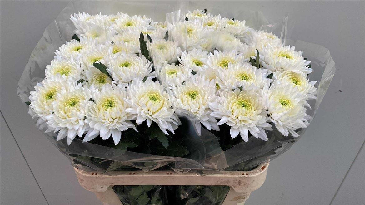 Chr G Lednik 80gram 80cm