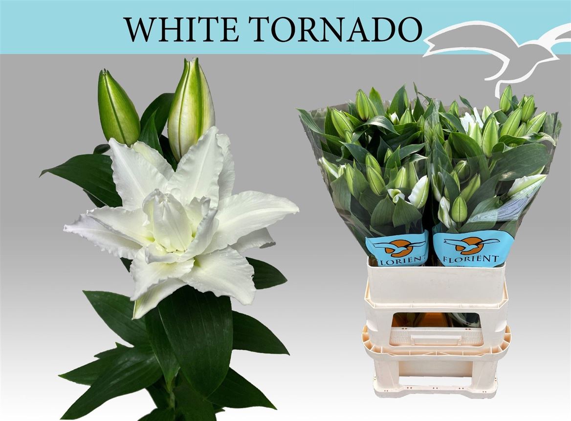 Li Or Du Whi Tornado 85cm 3/5bl