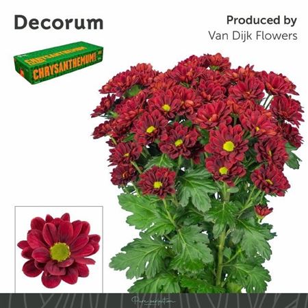 Chr T Mexicano 75gram 70cm