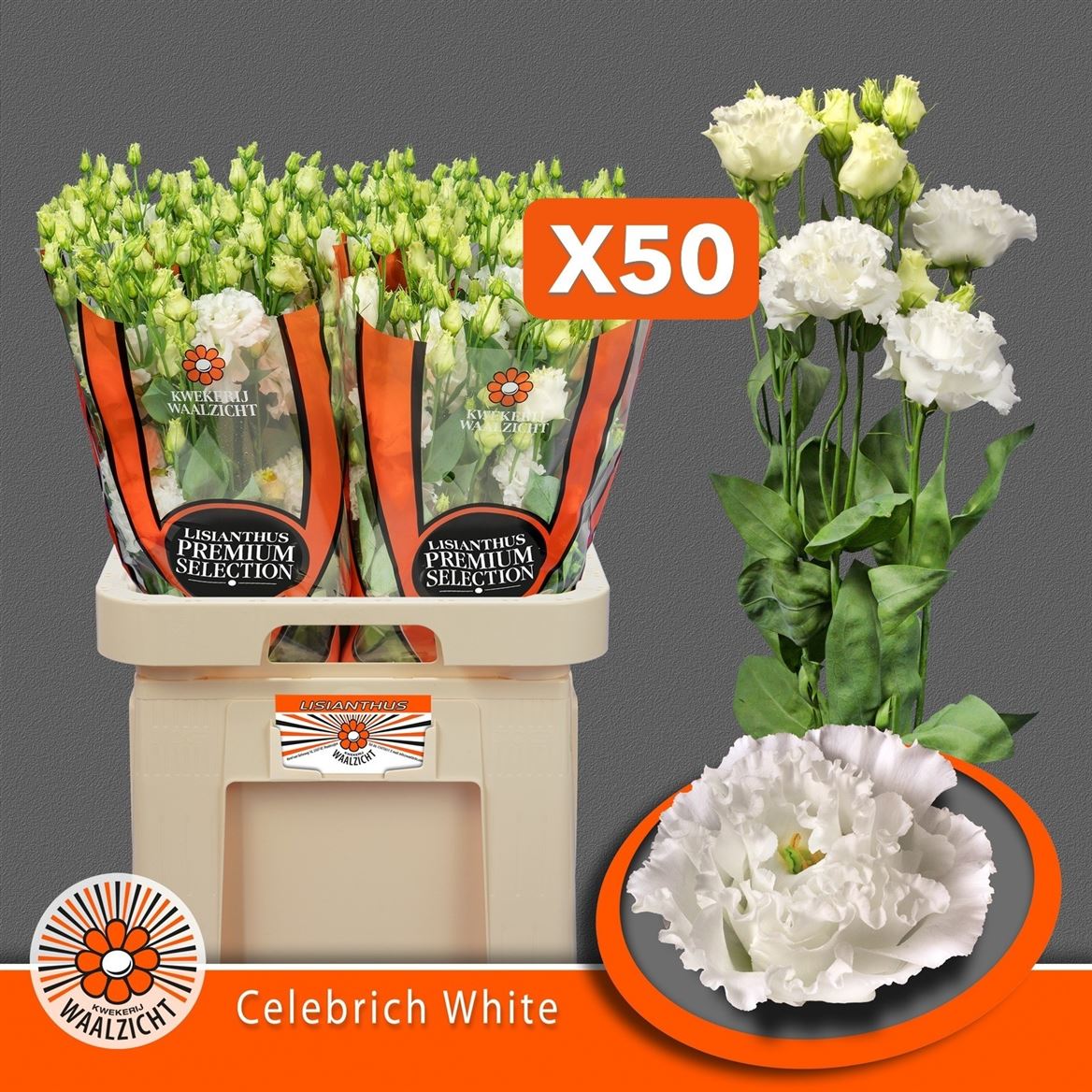 Eust G Celebrich Whit 70cm