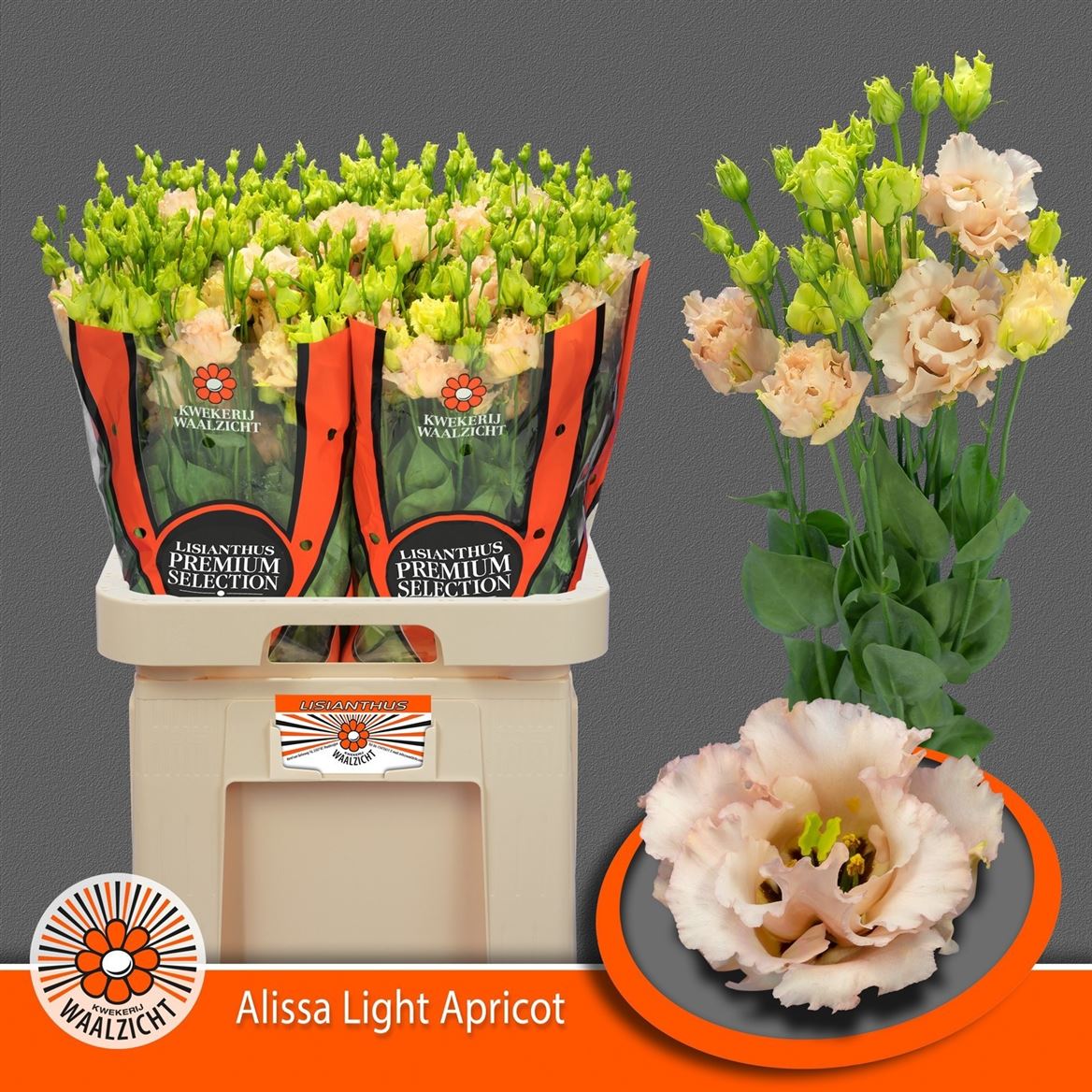 Eust G Ali L Apricot 70cm