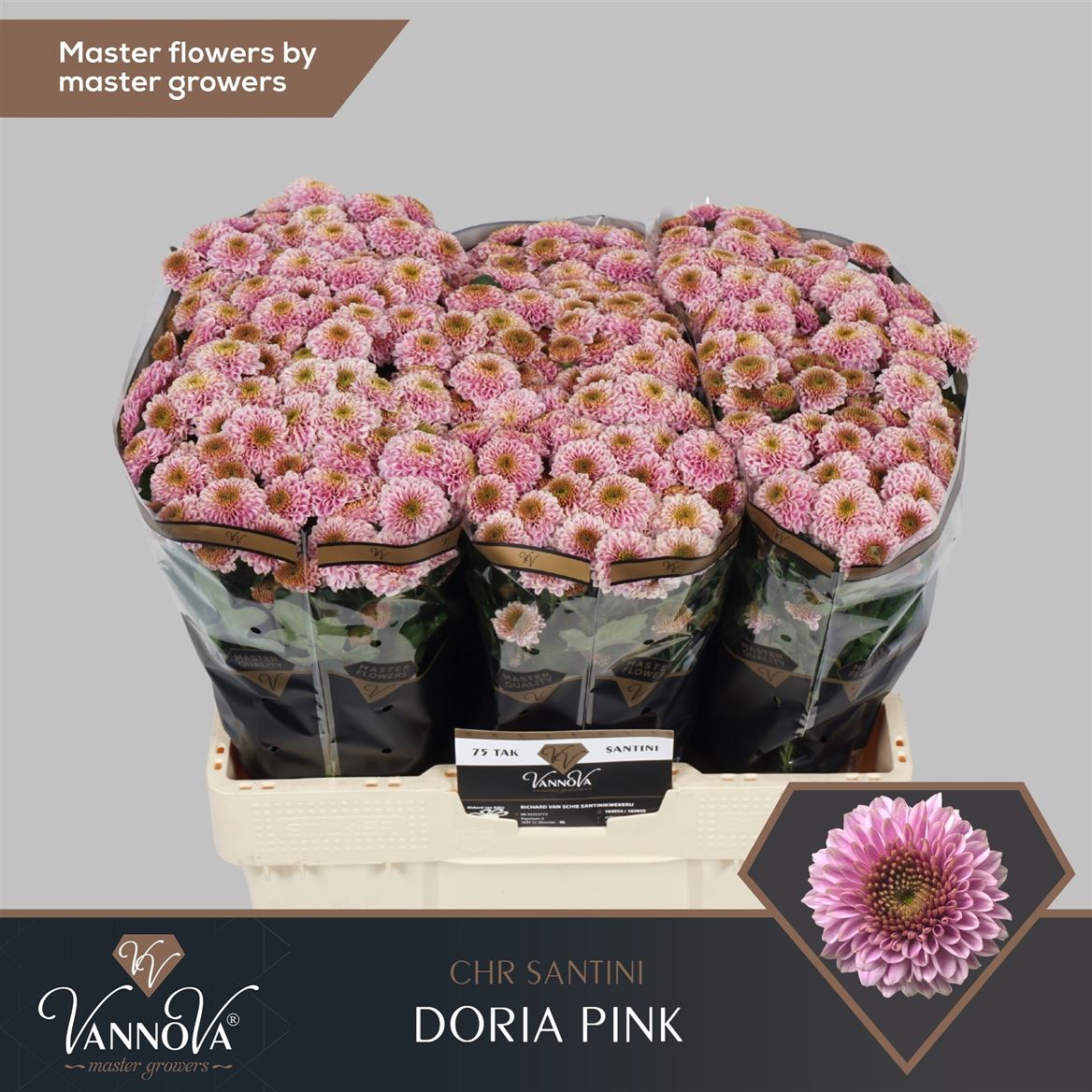 Chr San Doria Pink 55cm