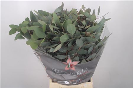 Eucalyptus Bnch Polyanthemos 80cm 300gram
