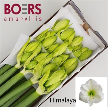 Hipp Ga Himalaya 4bl
