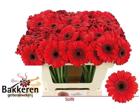 Germini Suri 50cm 7Ø