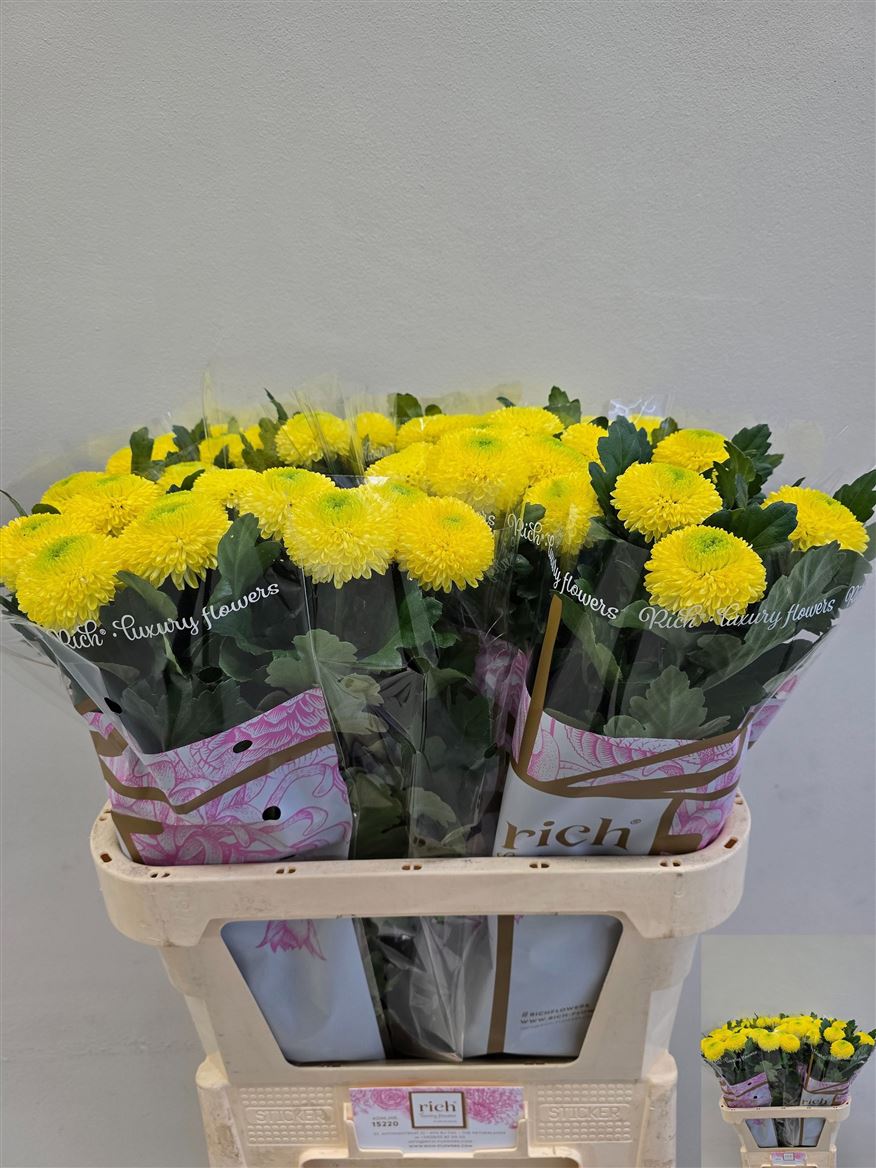 Chr G Golden Ping Po 75gram 80cm