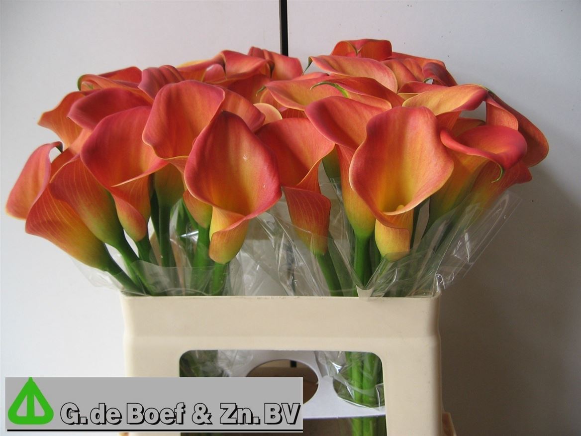Calla Dutch Glory 55cm