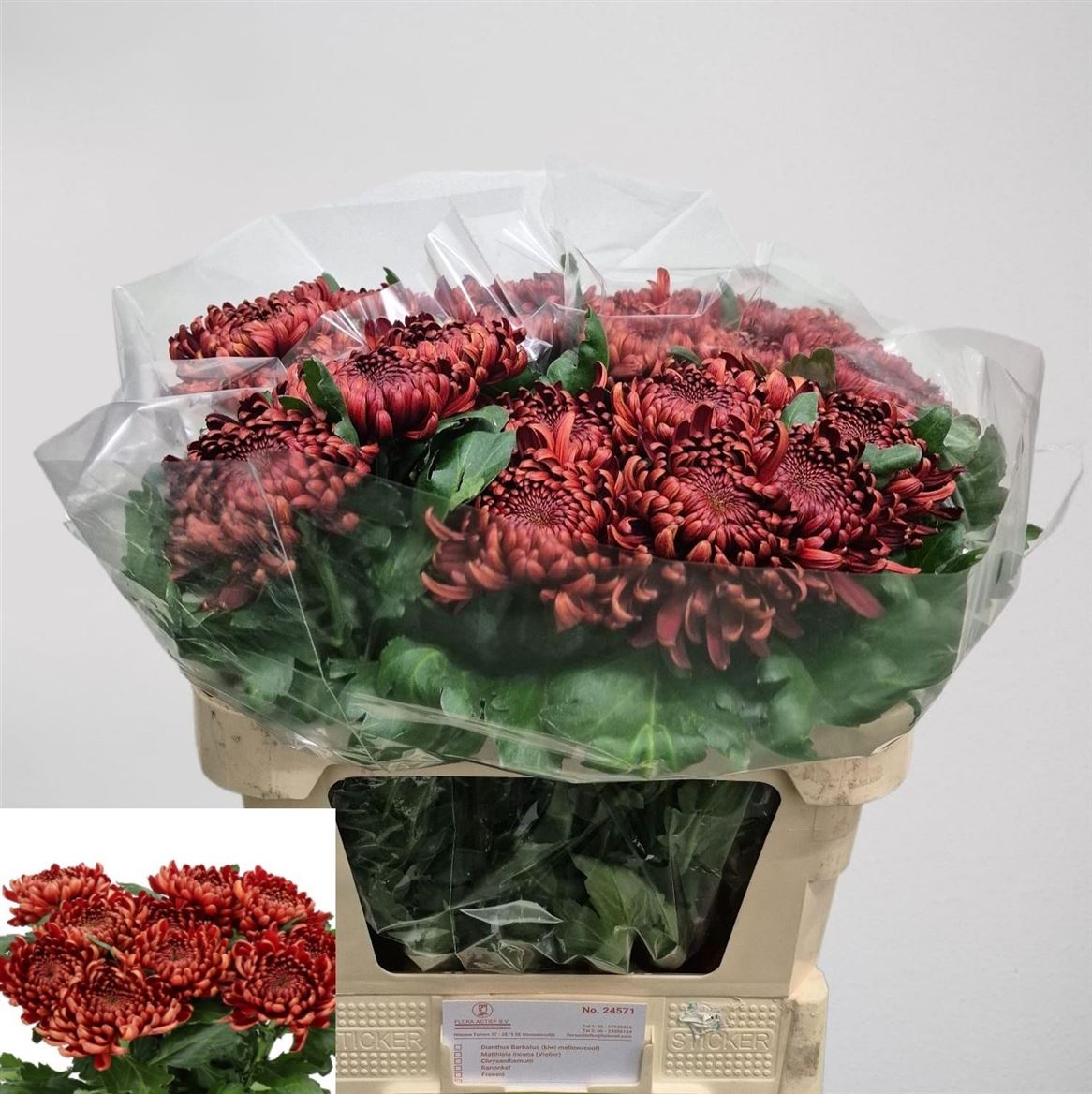 Chr G Ankara Red 140gram 80cm