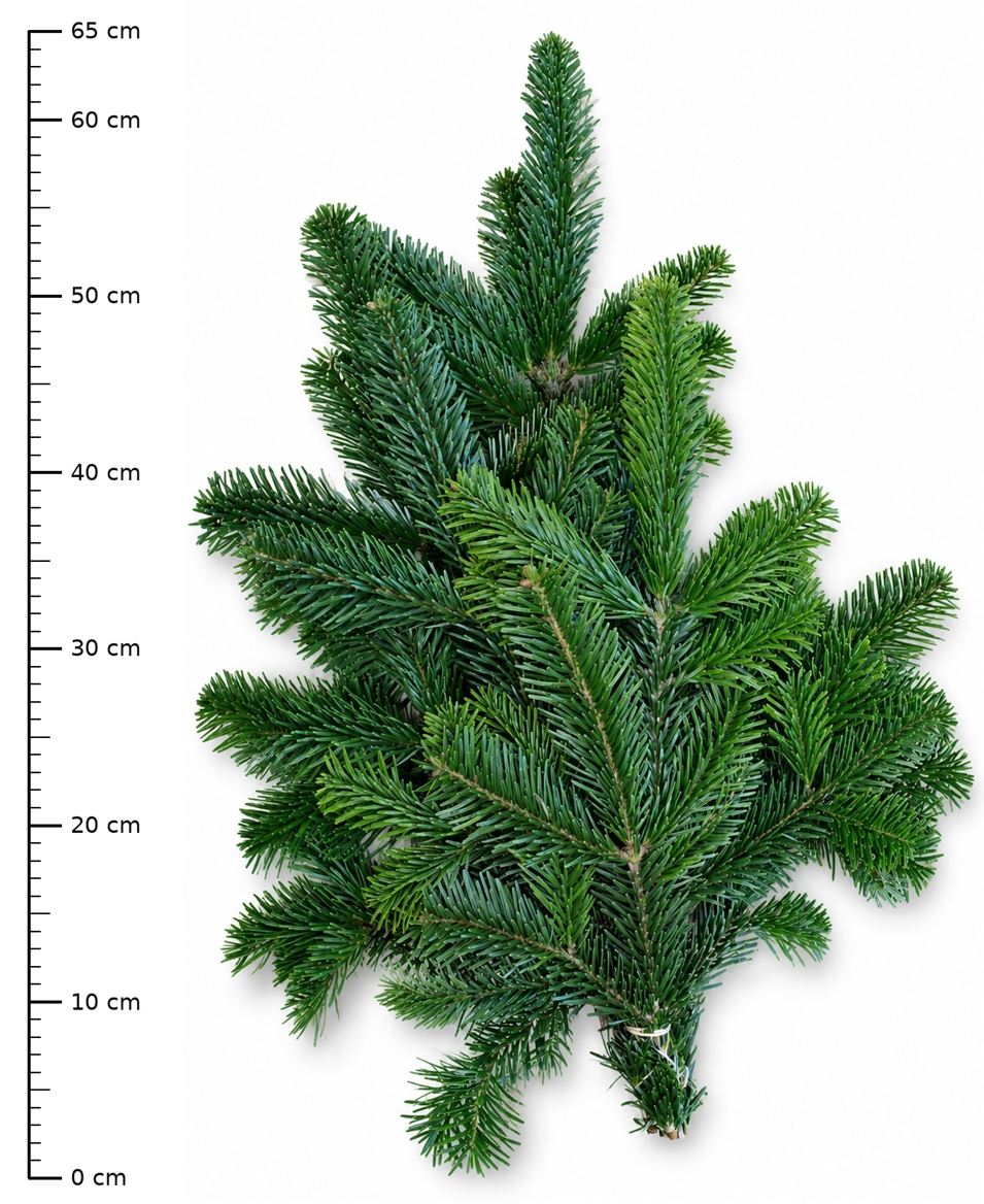 Abies Nordmanniana B
