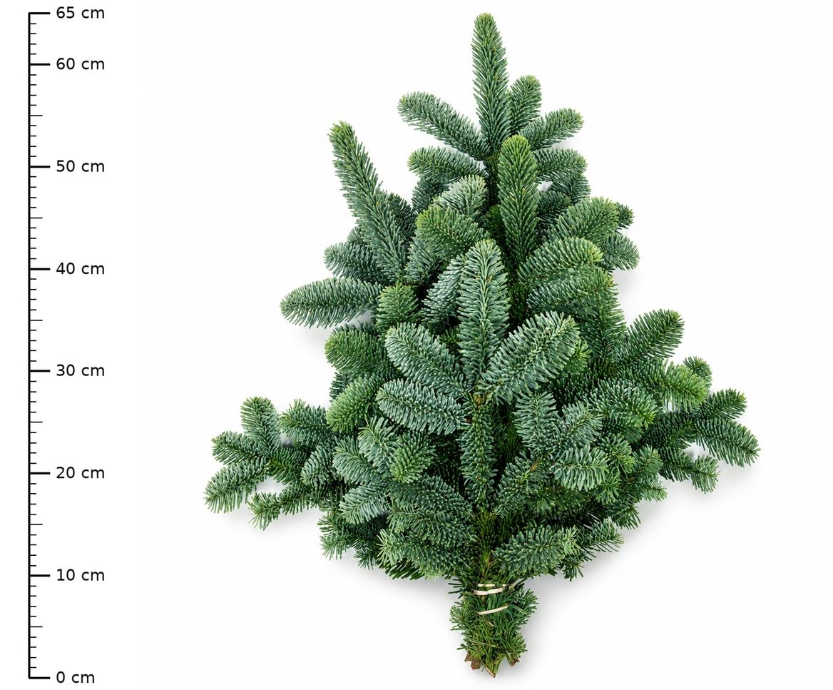 Abies Nobilis Blauw