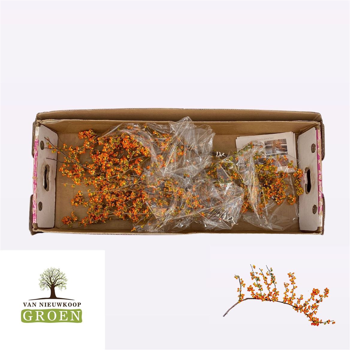 Celas Sc Nico Bes 60cm