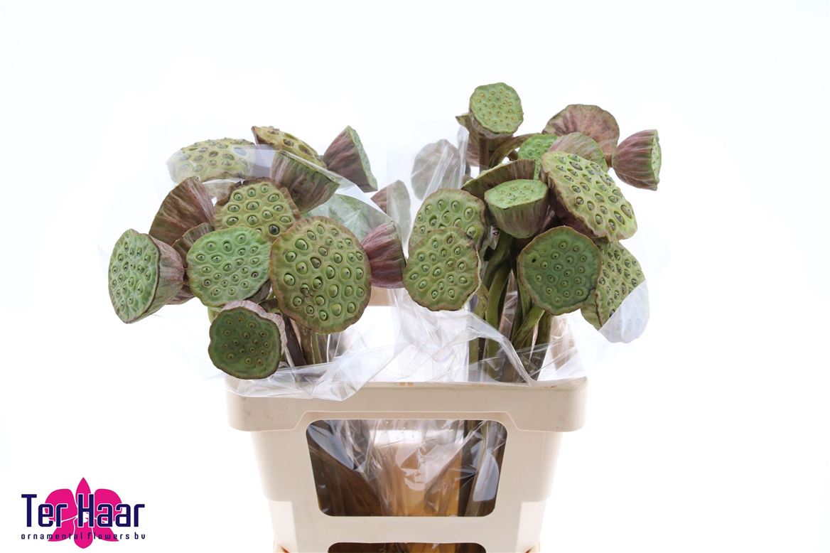 Lotus Pods 60cm