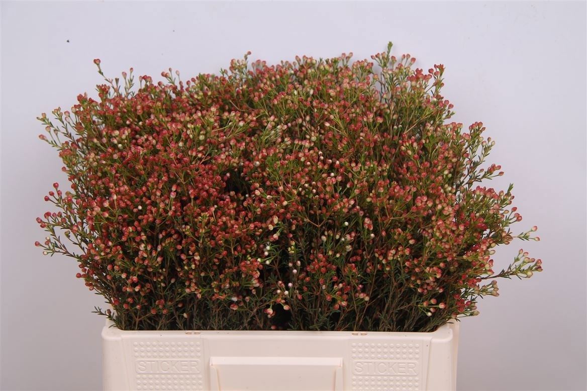 Chamelaucium Blondie 60cm 15gram