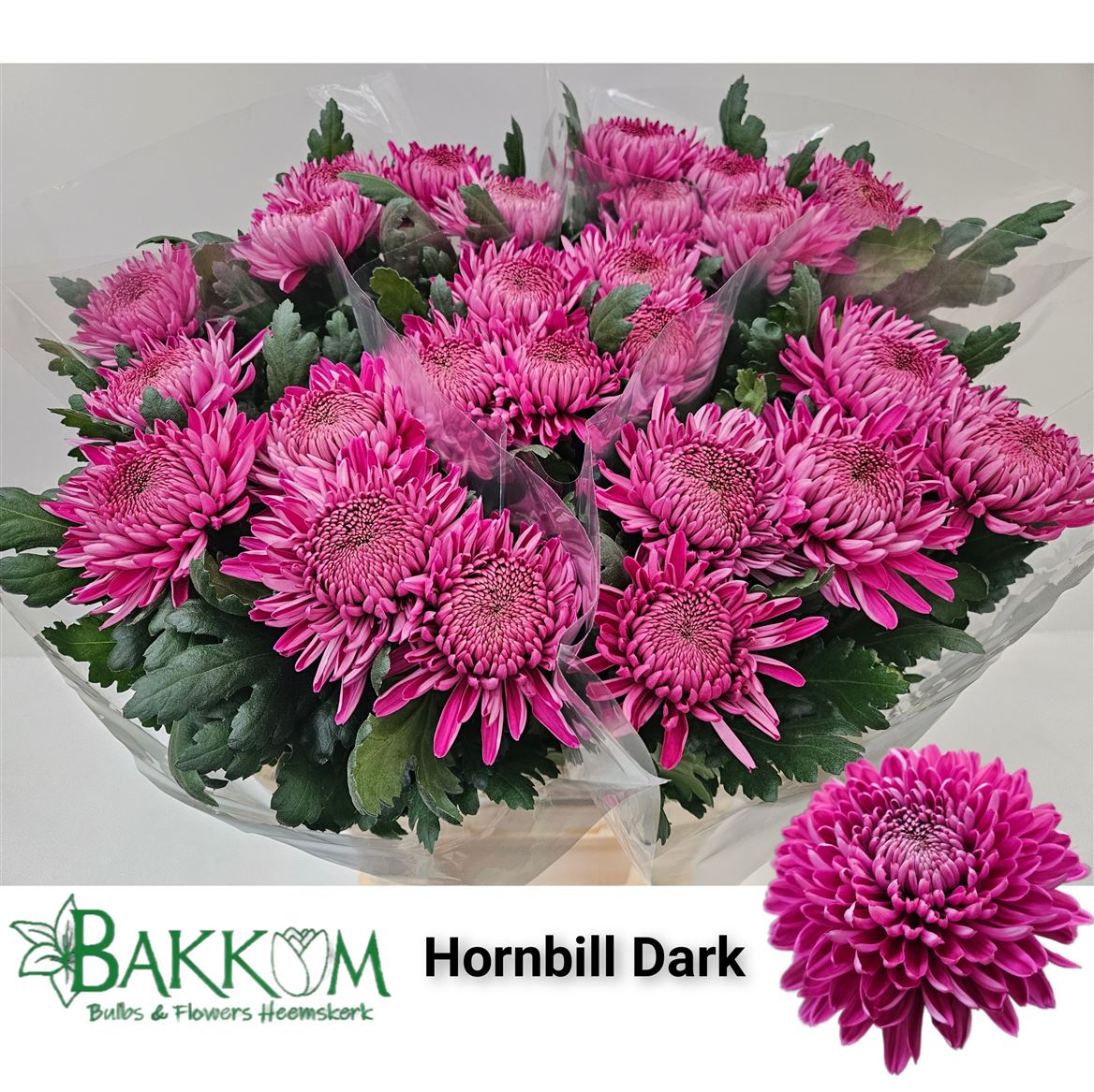 Chr G Hornbill Dark 80cm 115gram