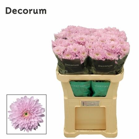 Chr G Petrushka 80gram 70cm