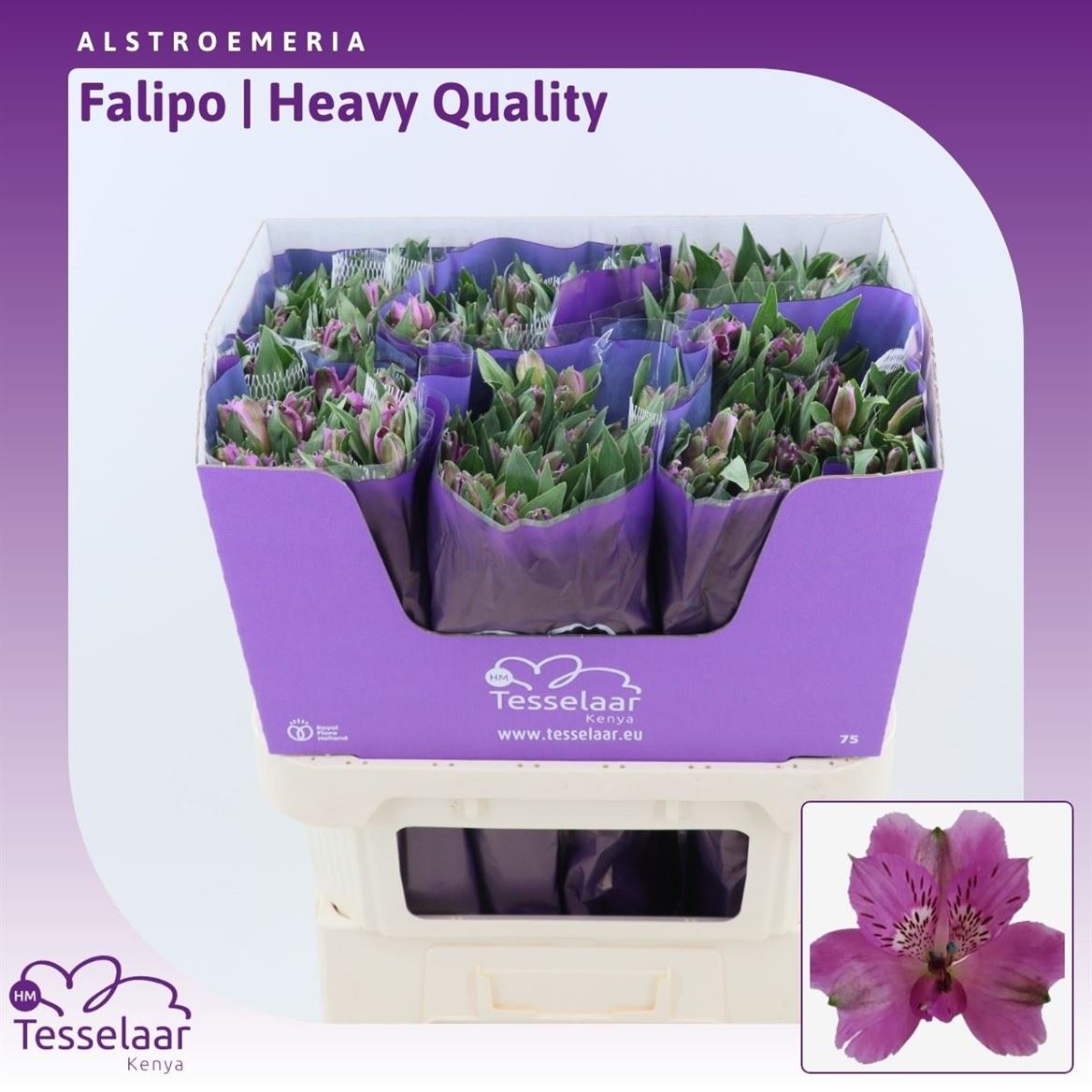 Alstr Falipo 75cm