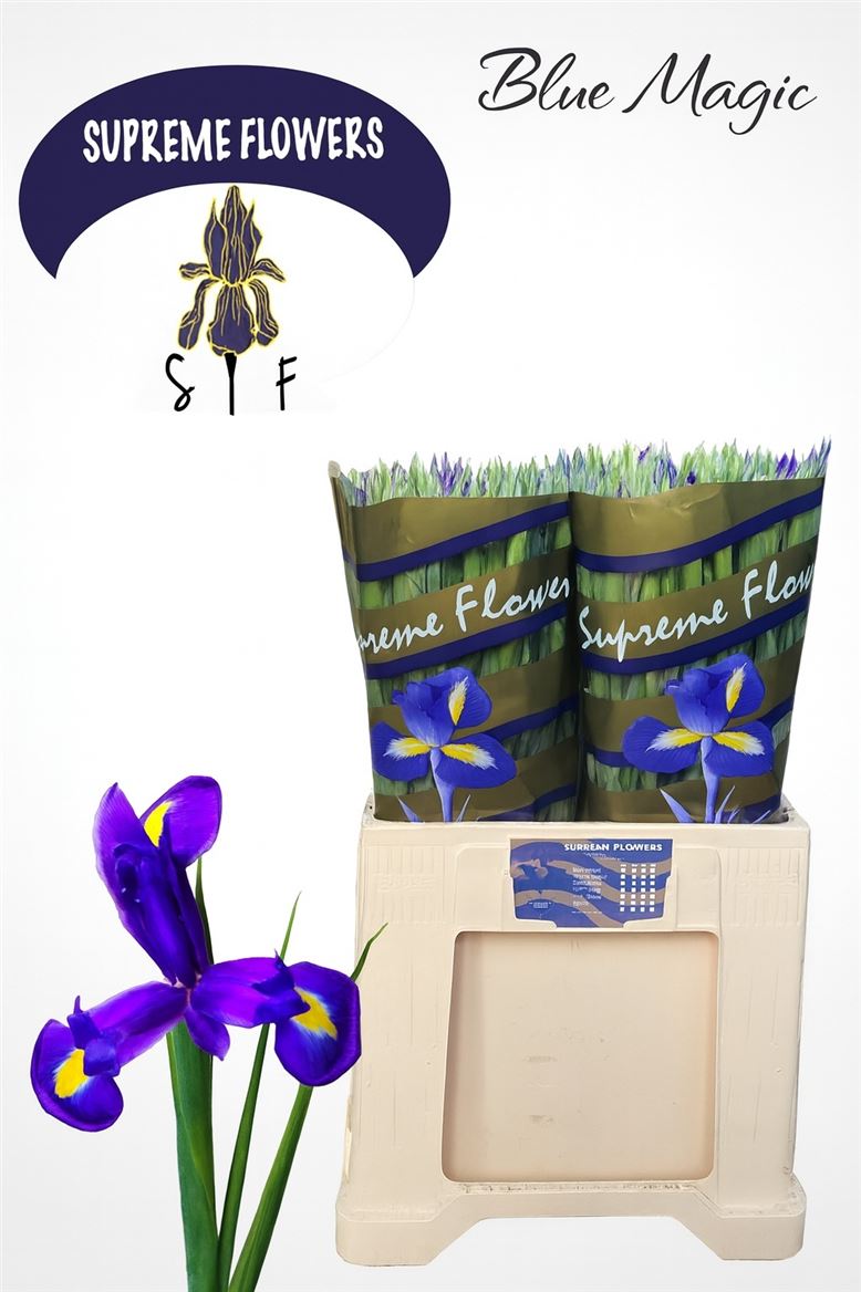Iris Blue Magic 60cm