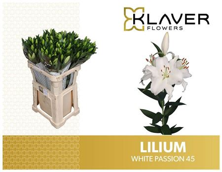 Lilium Or White Passion 90cm 4/5bl