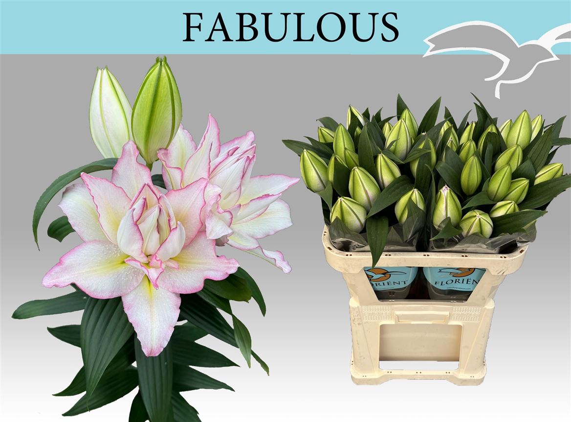 Lilium Or Double 70cm 2/4bl