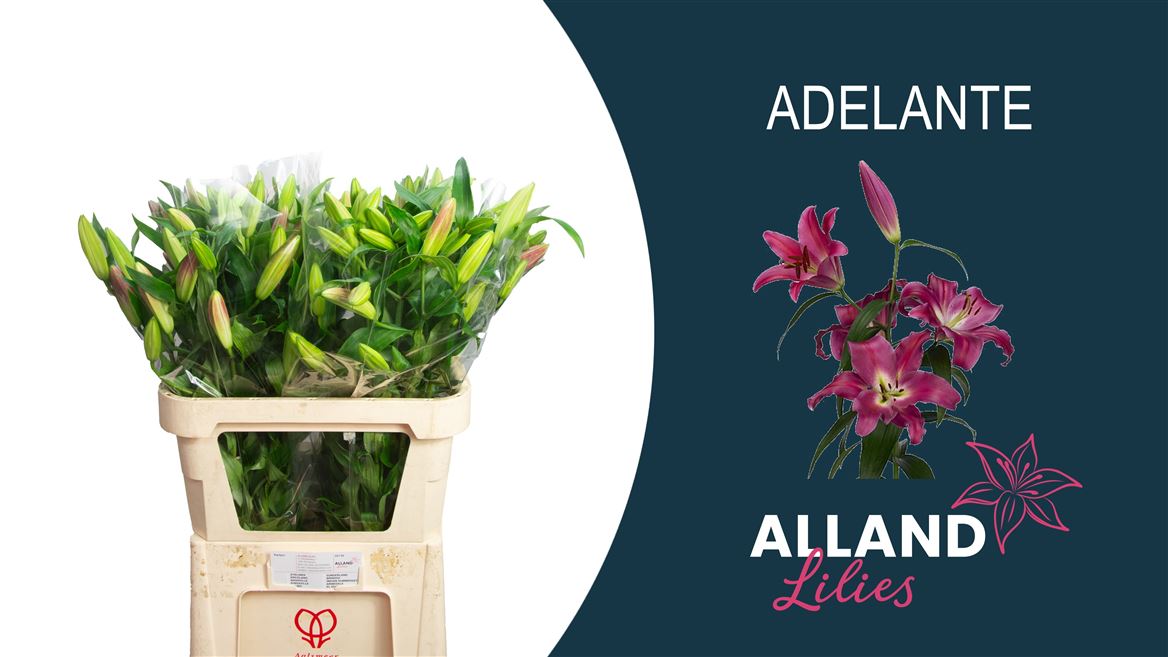 Lilium Ot Shine On 90cm 3/5bl