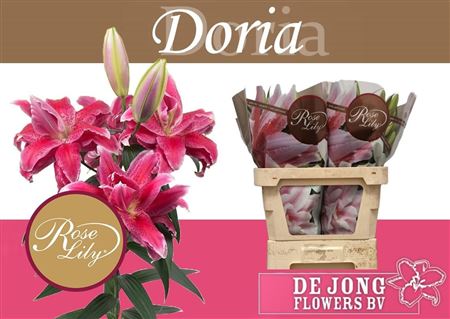 Lilium Or Double Donna 85cm 5/7bl