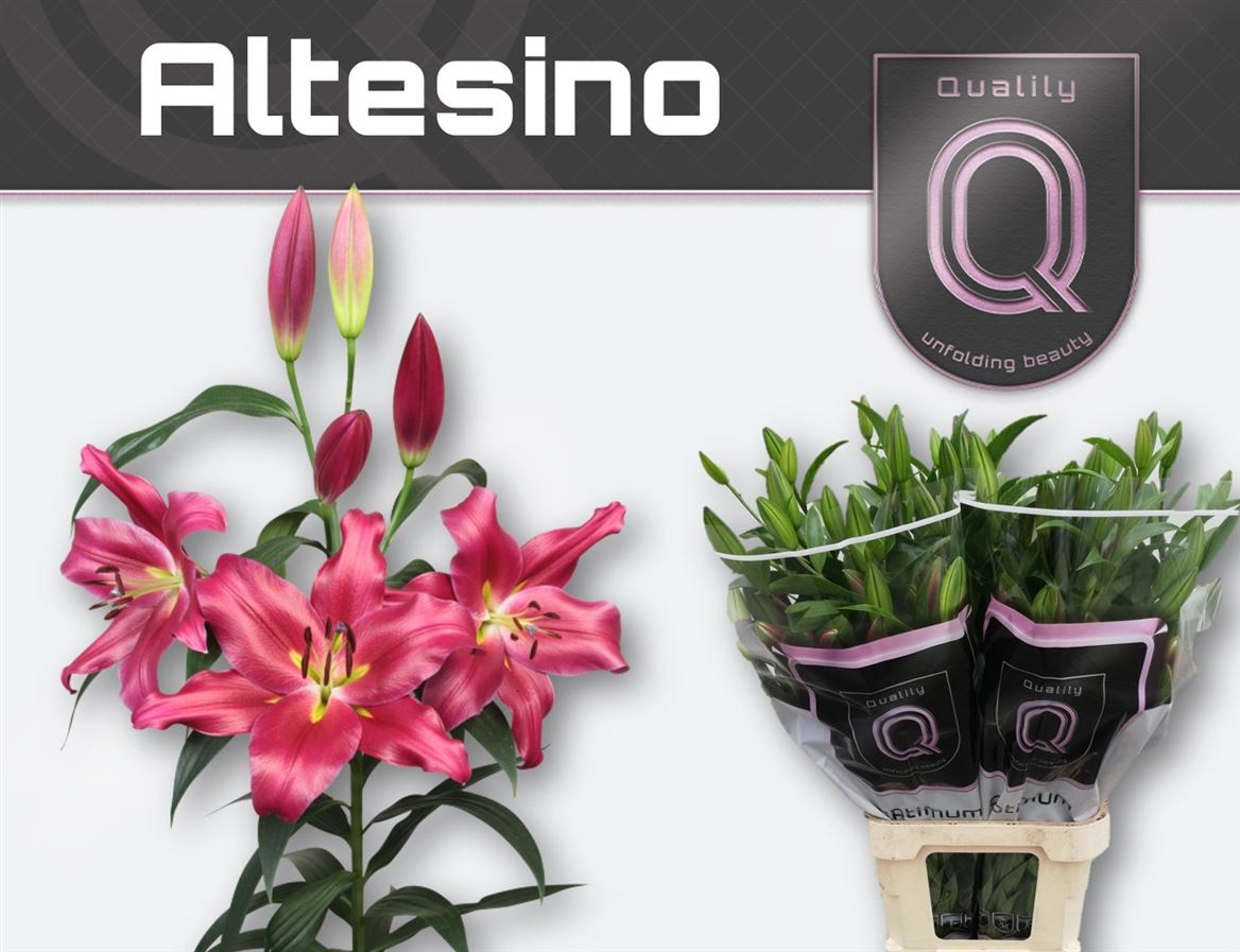 Li Ot Altesino 100cm 5/7bl