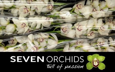 Cymbidium Secret