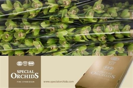 Cymbidium Gladys
