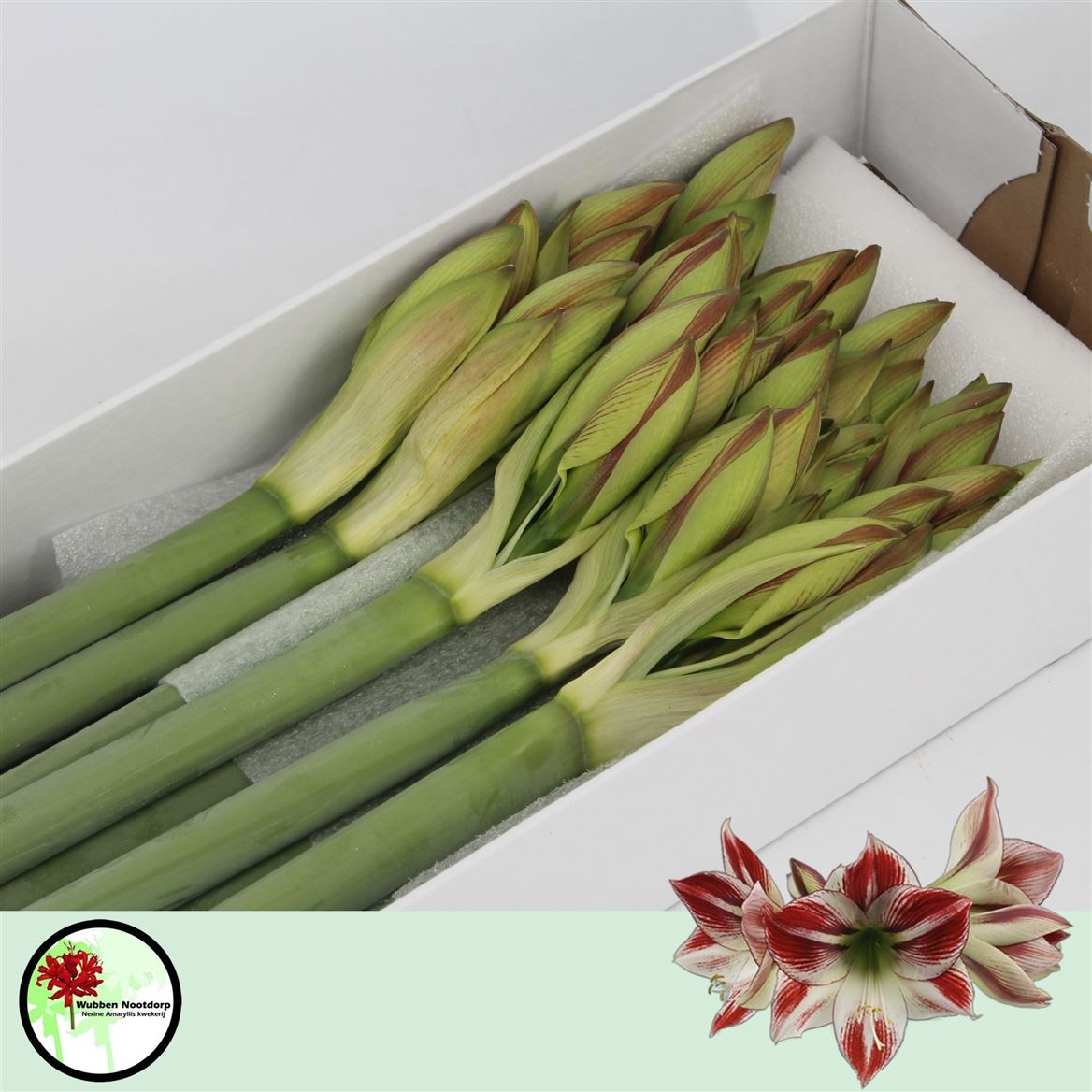 Hippeastrum Ambiance 4bl