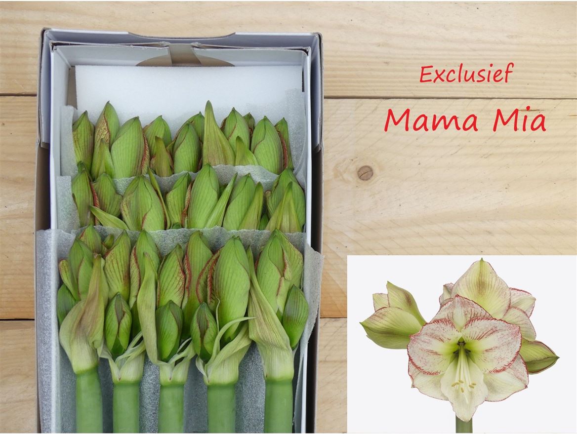 Hippeastrum Mama Mia 4bl