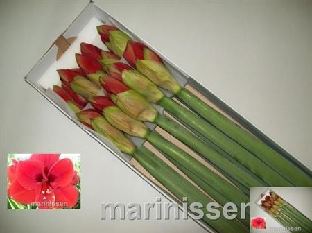 Hippeastrum Ferrari 4bl