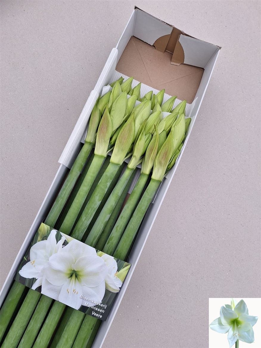 Hippeastrum Albarino 4bl